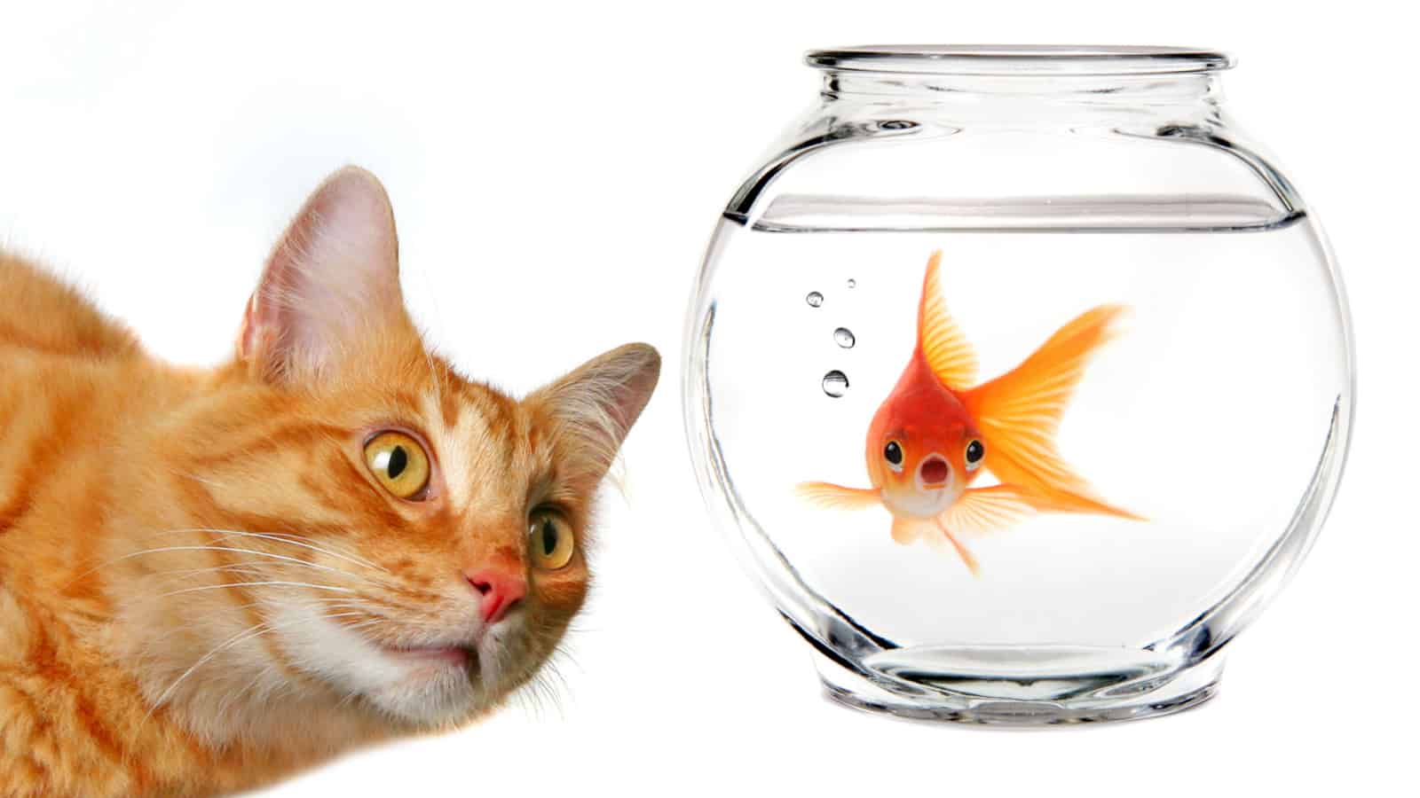 Cat and gold fish in bowl