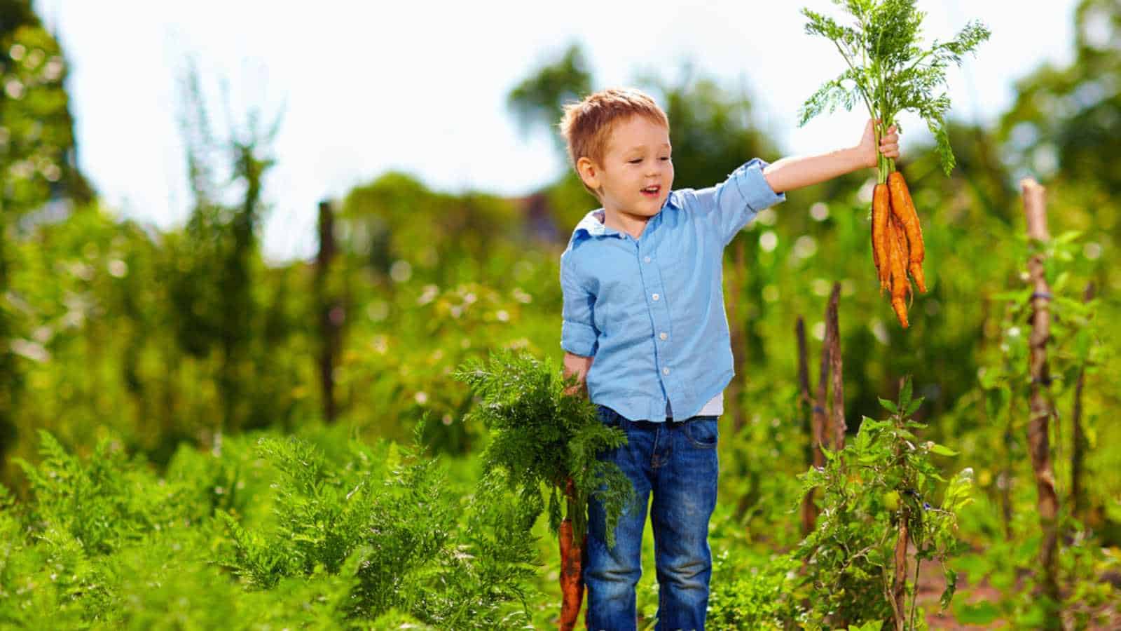 Child having carrot