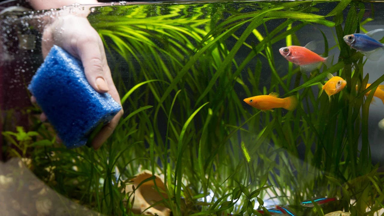 cleaning-fish-tank