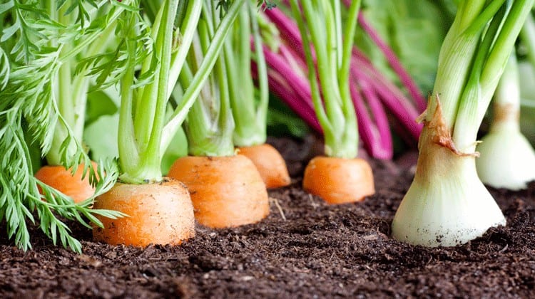 community garden