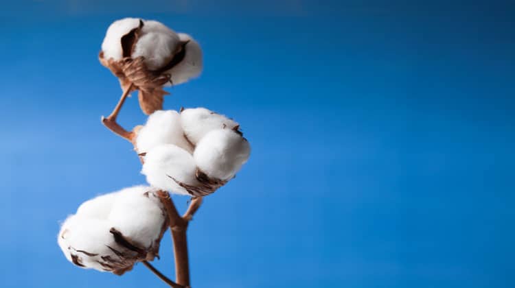 cotton flowers