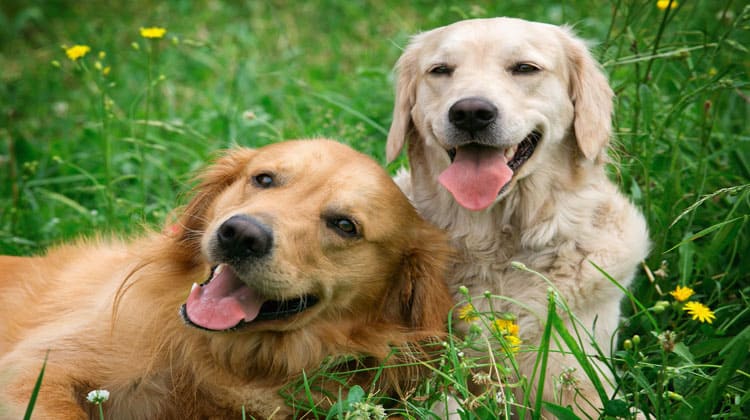 dog-walker
