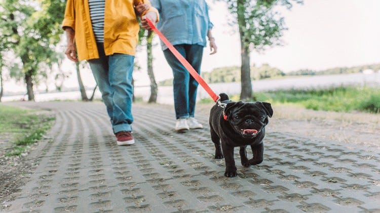 dog walker