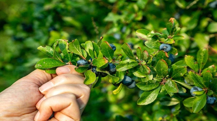 foraging for food