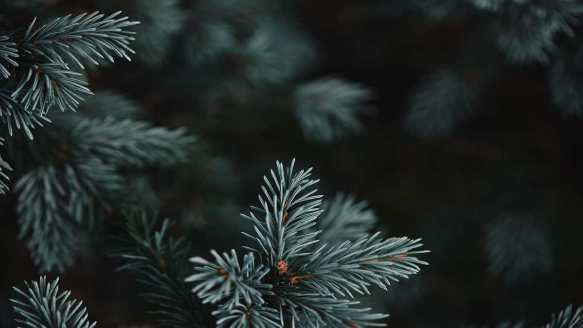 pine tree christmas