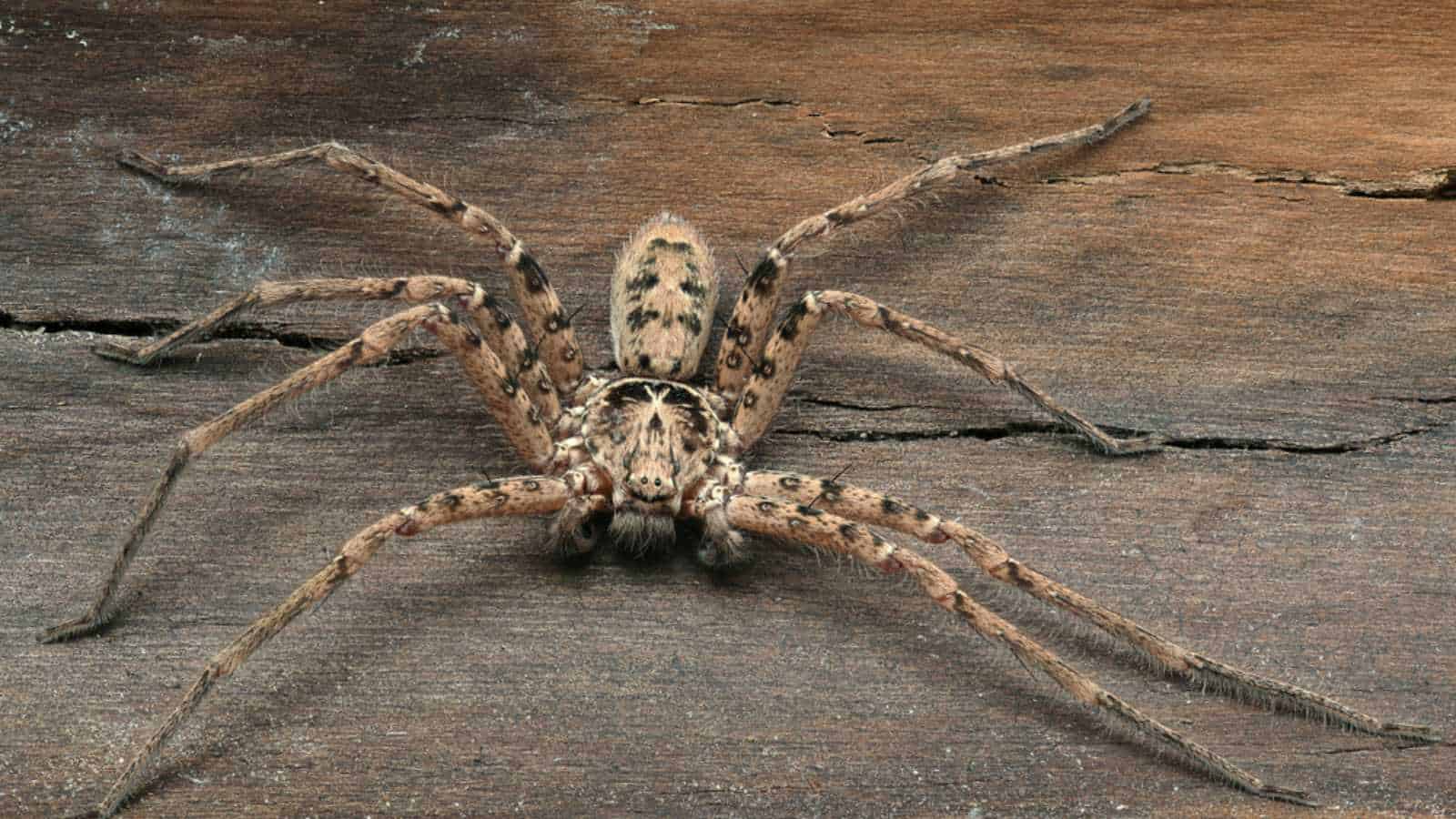 Deep focus of Huntsman spider resting on old tree bark