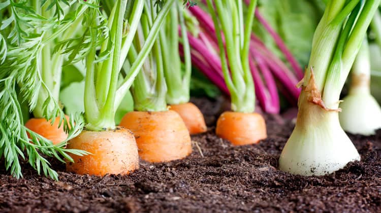 vegetable garden