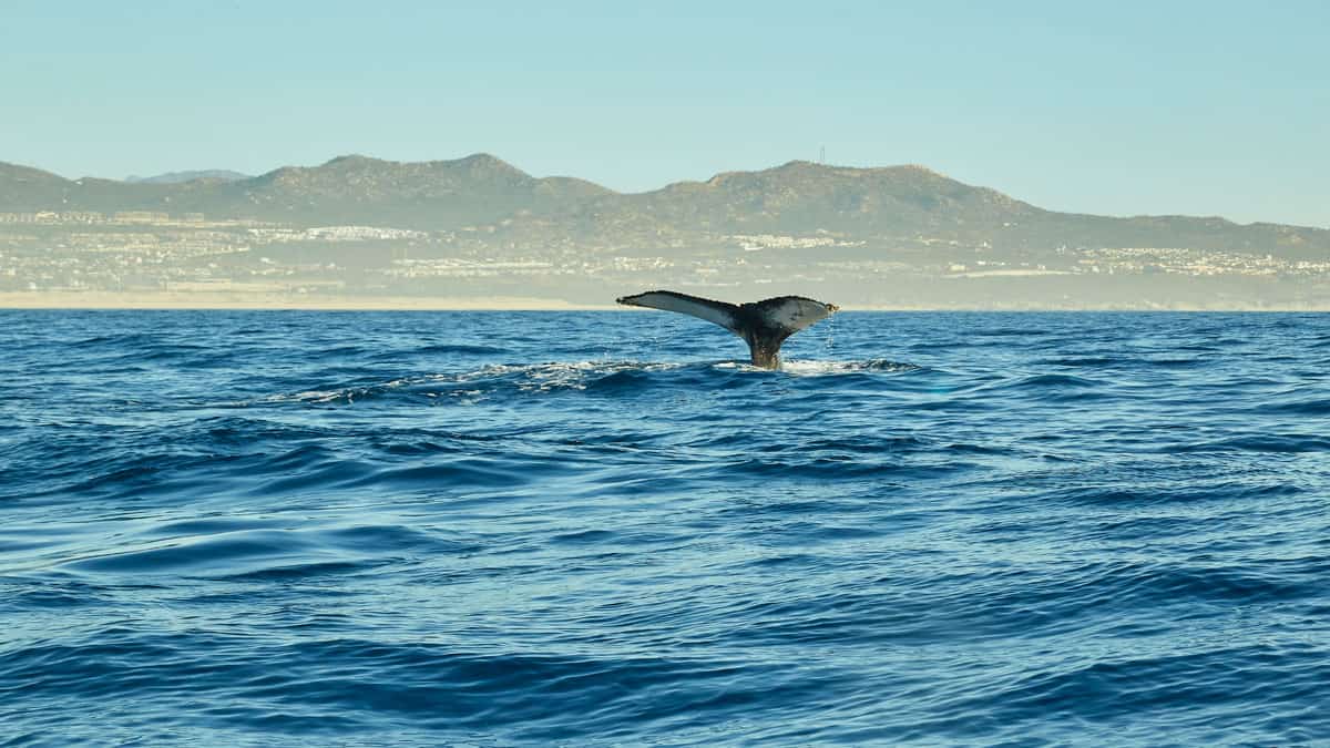 whale