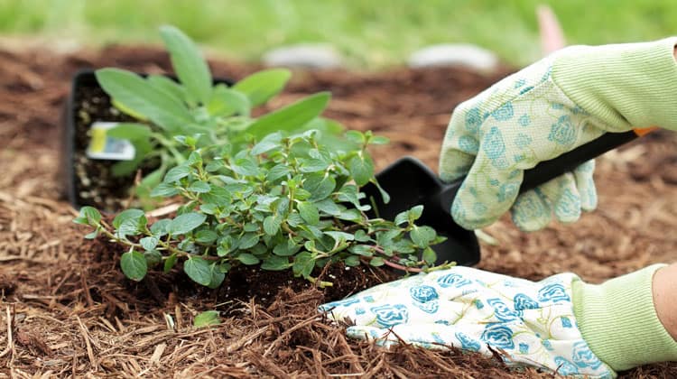 yard-work