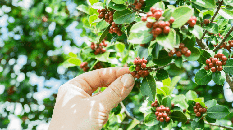 pick fruit