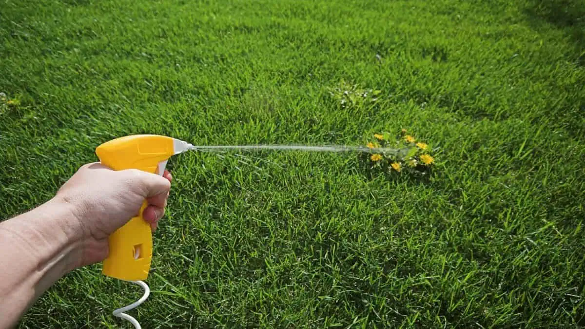 spraying-weeds